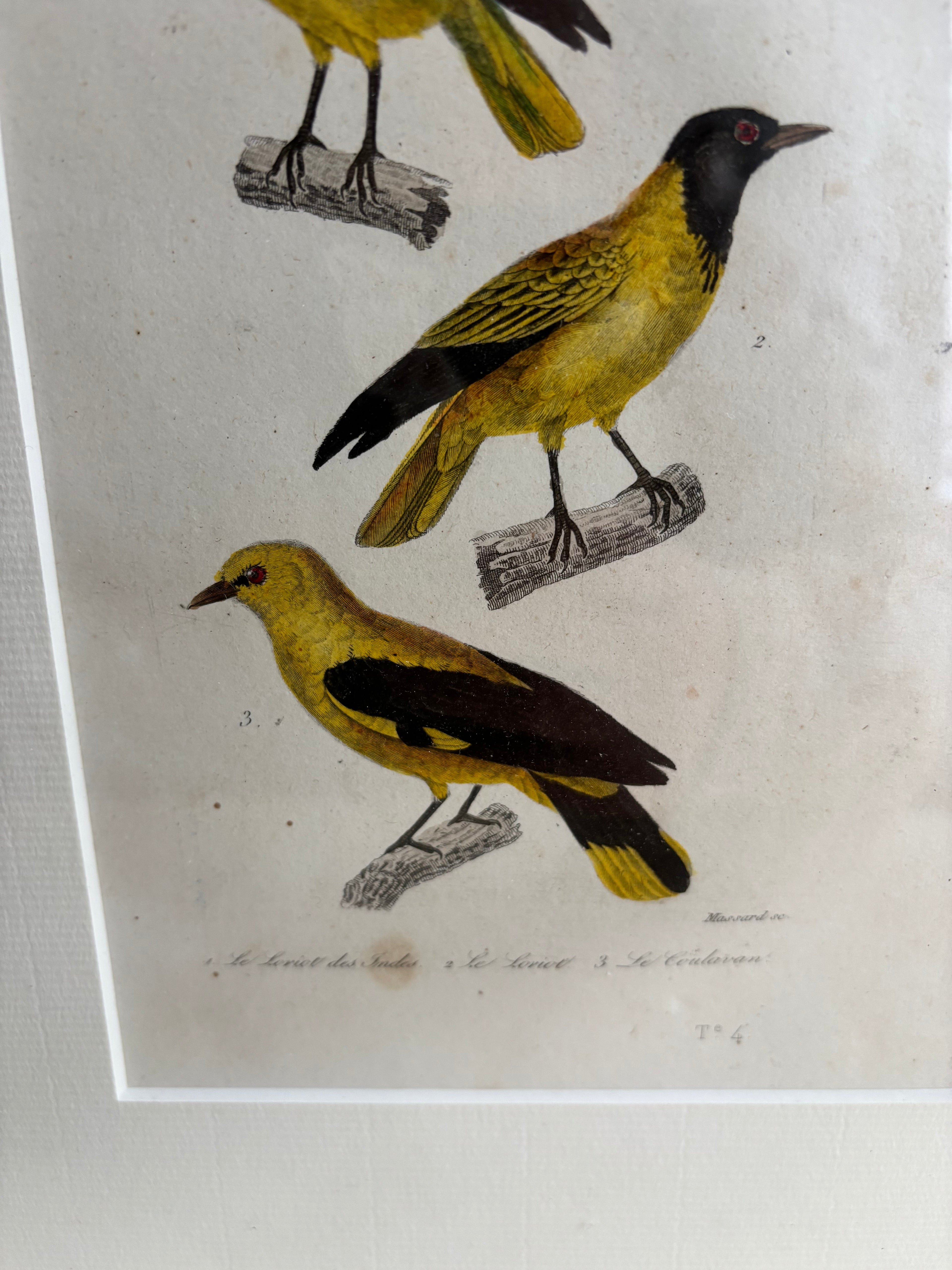 Gravure D'Oiseaux Vintage