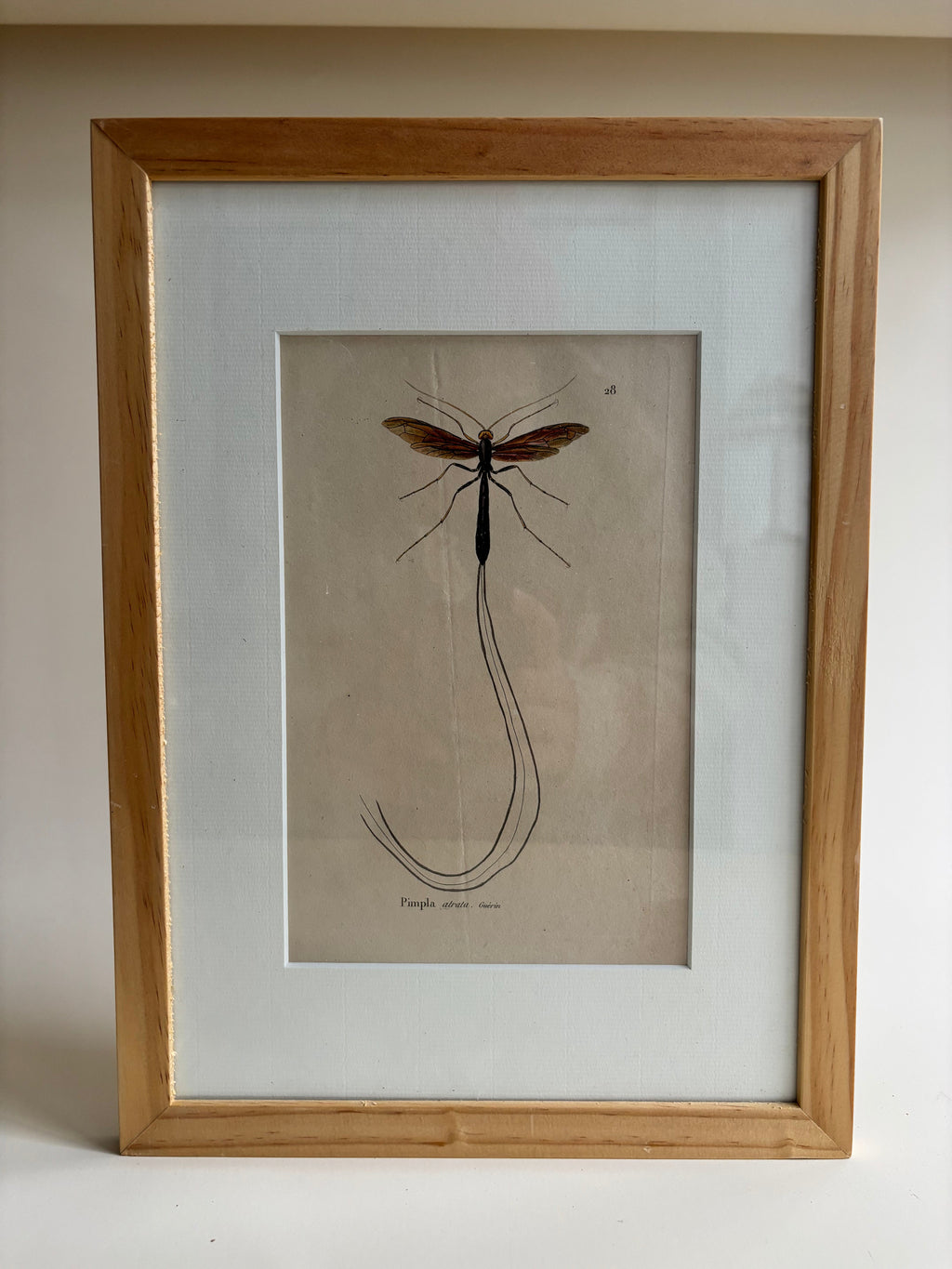 Gravure De Libellule Vintage