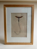 Gravure De Libellule Vintage