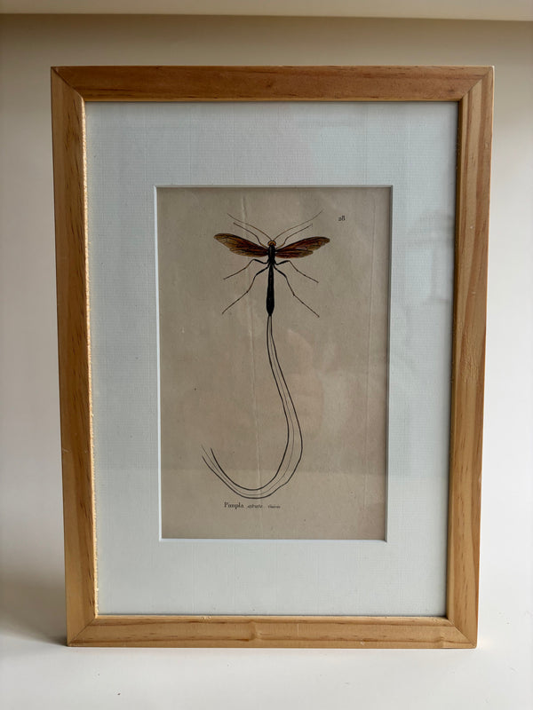 Gravure De Libellule Vintage