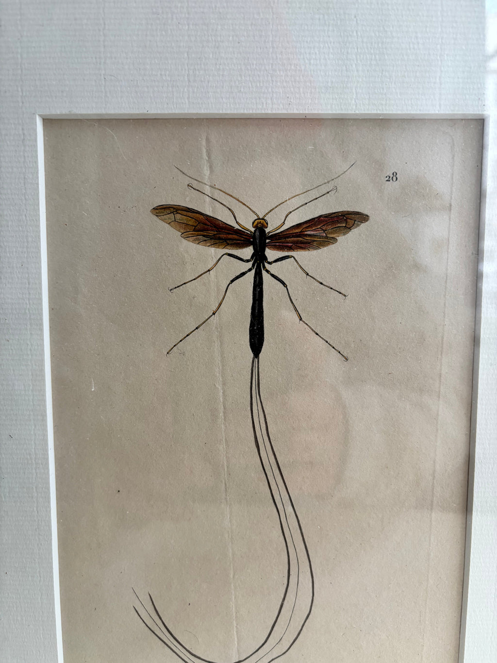 Gravure De Libellule Vintage