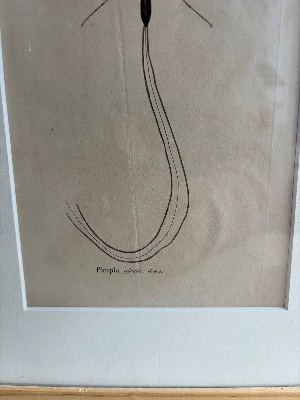 Gravure De Libellule Vintage