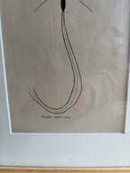 Gravure De Libellule Vintage