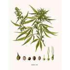 Sciences Naturelles - Cannabis