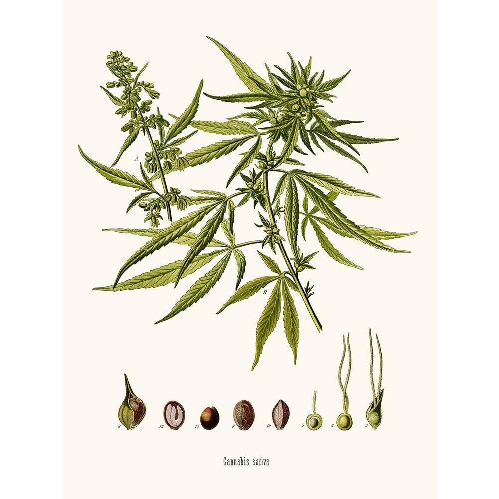 Sciences Naturelles - Cannabis