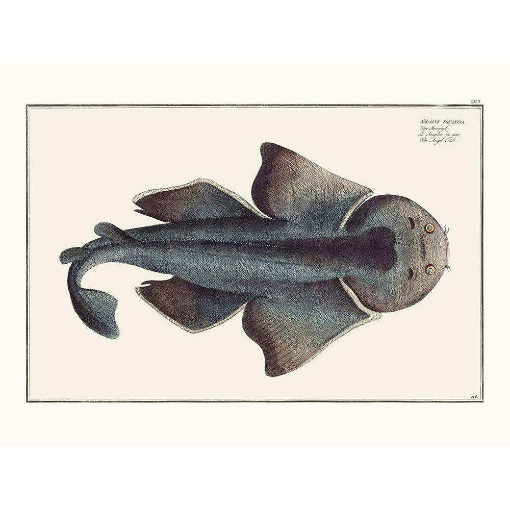 Sciences Naturelles - L'Angelo De Mer