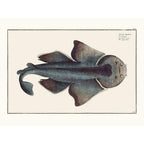 Sciences Naturelles - L'Angelo De Mer
