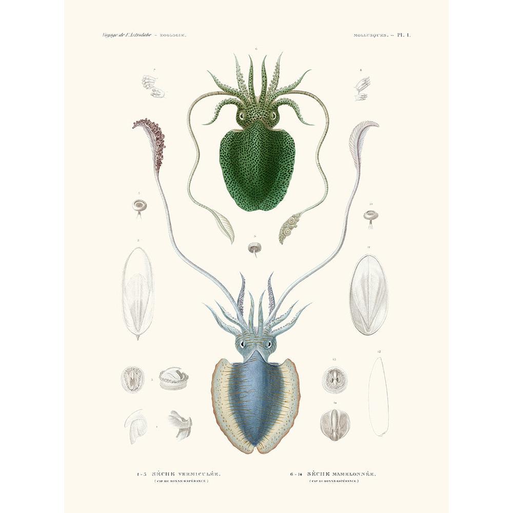 Sciences Naturelles - Sèche Vermiculèe,Mollusques PL1,L'Astrolabe