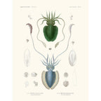 Sciences Naturelles - Sèche Vermiculèe,Mollusques PL1,L'Astrolabe