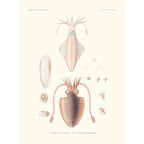 Sciences Naturelles - Sèche Deux Lignes,Mollusques PL2,L'Astrolabe