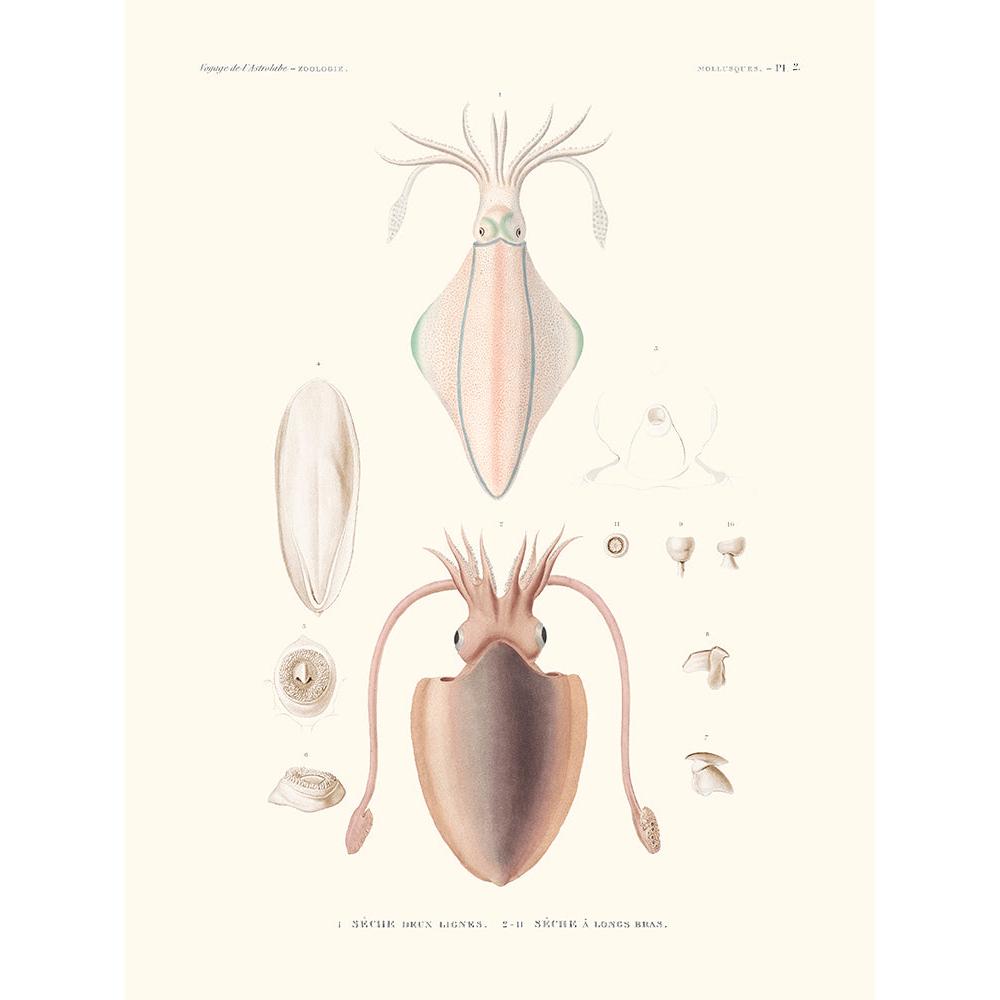 Sciences Naturelles - Sèche Deux Lignes,Mollusques PL2,L'Astrolabe