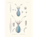 Sciences Naturelles - Sèpioteuthe De Dorei,Mollusques PL3,L'Astrolabe