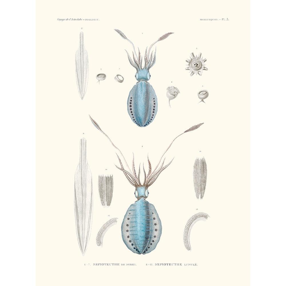 Sciences Naturelles - Sèpioteuthe De Dorei,Mollusques PL3,L'Astrolabe