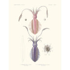 Sciences Naturelles - Sèpioteuthe Austral,Mollusques PL4,L'Astrolabe