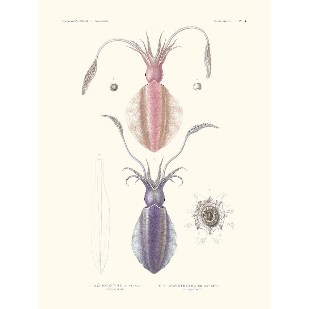 Sciences Naturelles - Sèpioteuthe Austral,Mollusques PL4,L'Astrolabe