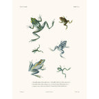 Sciences Naturelles - Grenouilles,La Coquille