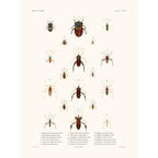 Sciences Naturelles - Insectes PL12,La Coquille