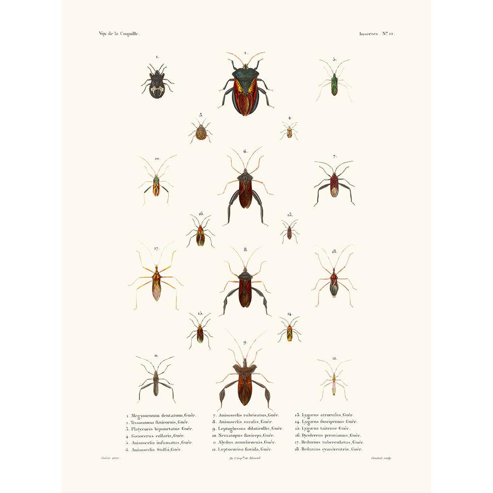 Sciences Naturelles - Insectes PL12,La Coquille