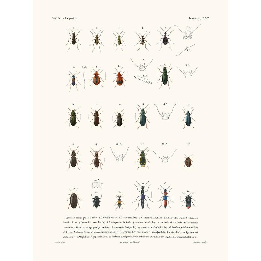 Sciences Naturelles - Insectes PL1,La Coquille