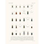 Sciences Naturelles - Insectes PL1,La Coquille