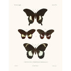Sciences Naturelles - Papillons,La Coquille