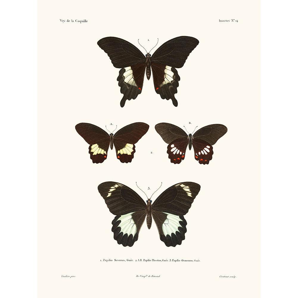 Sciences Naturelles - Papillons,La Coquille