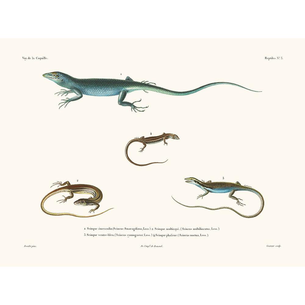 Sciences Naturelles - Reptiles PL3,La Coquille