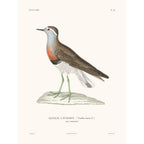 Sciences Naturelles - Vanneau,La Coquille
