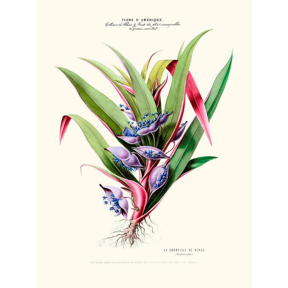Sciences Naturelles - La Corbeille De Vénus,Flore D'Amérique