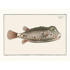Sciences Naturelles - Le Coffre À Bec