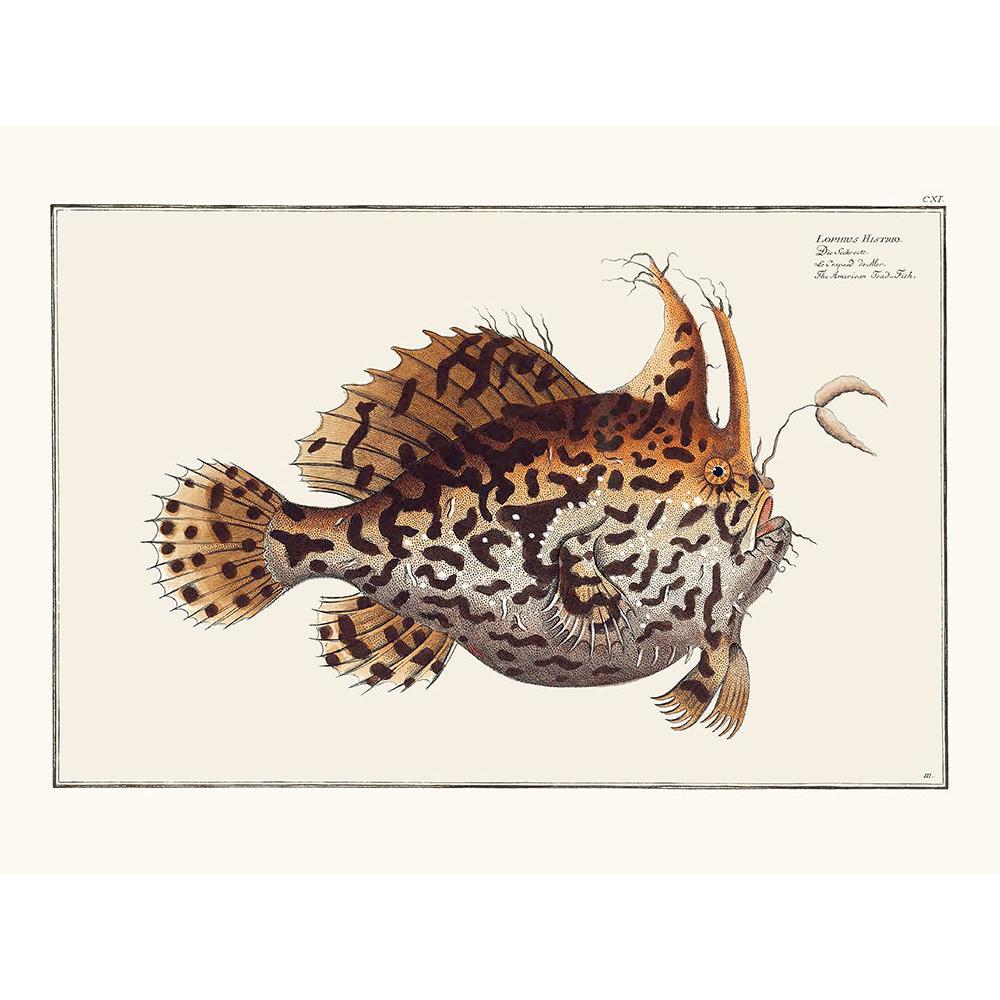 Sciences Naturelles - Le Crapaud De Mer
