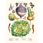 Sciences Naturelles - Légumes Anciens Vilmorin N24 Salade