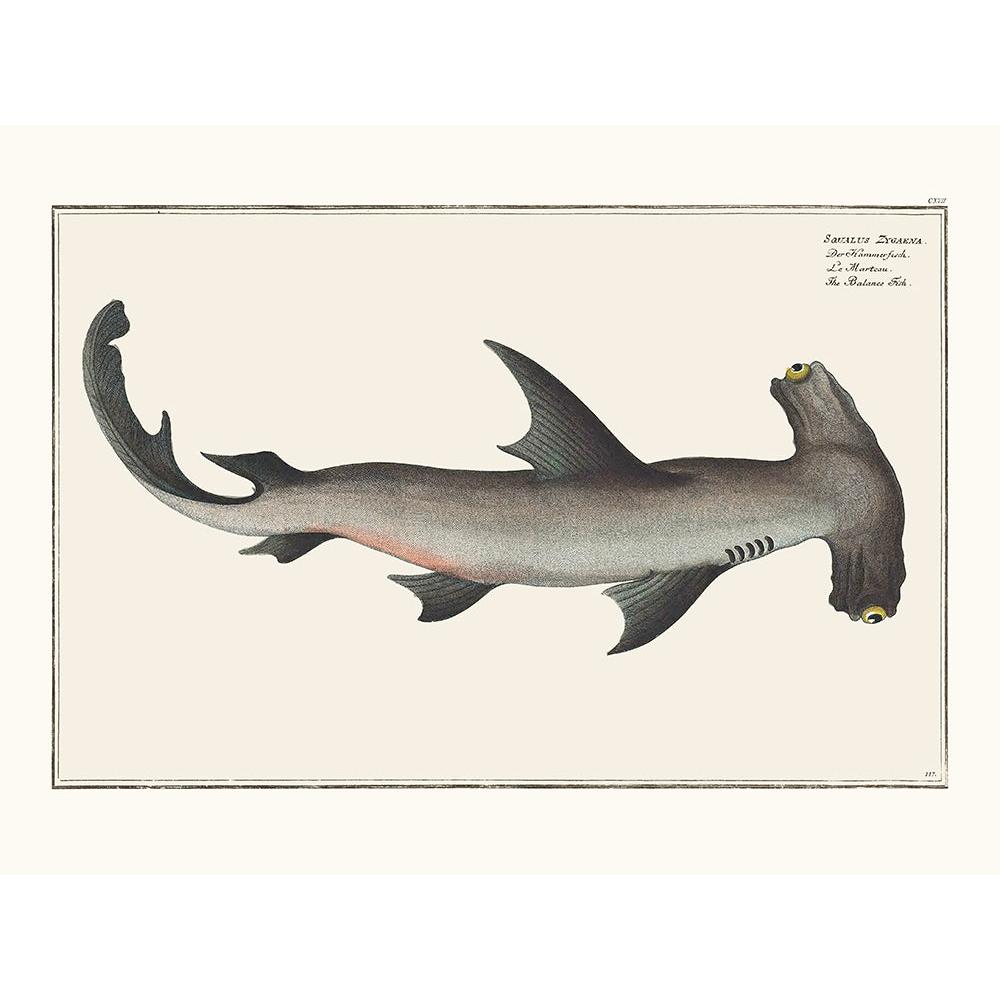 Sciences Naturelles - Le Requin Marteau