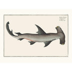 Sciences Naturelles - Le Requin Marteau