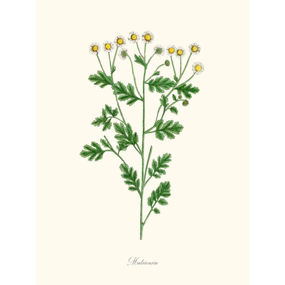 Sciences Naturelles - Matricaria,Camomille Sauvage