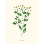Sciences Naturelles - Matricaria,Camomille Sauvage