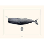 Sciences Naturelles - Cachalot