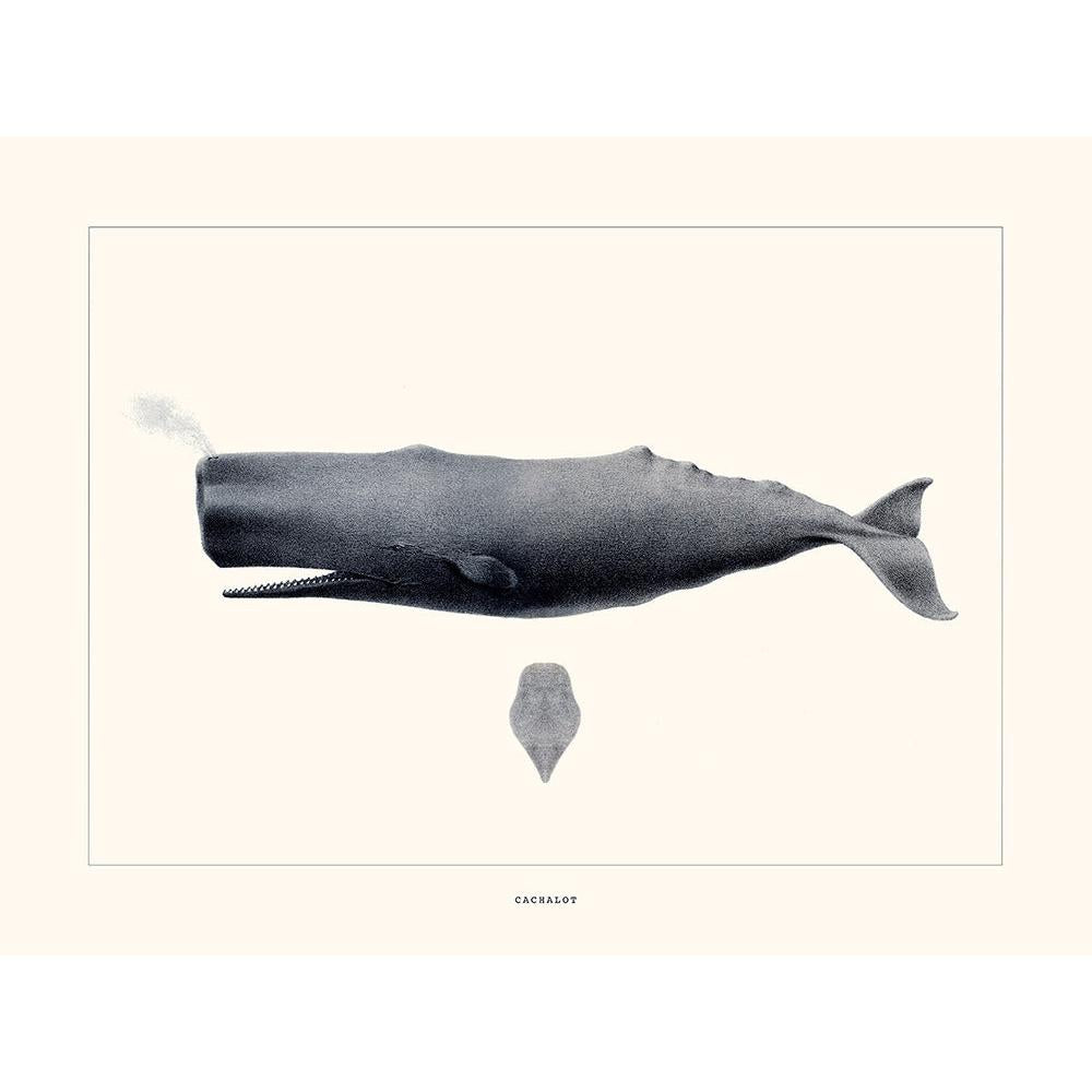 Sciences Naturelles - Cachalot