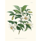 Sciences Naturelles - Michelia Cathcarti,Illustration Of Himalayan Plants (Plate VII)