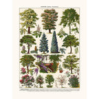 Sciences Naturelles - Arbres D'ornement