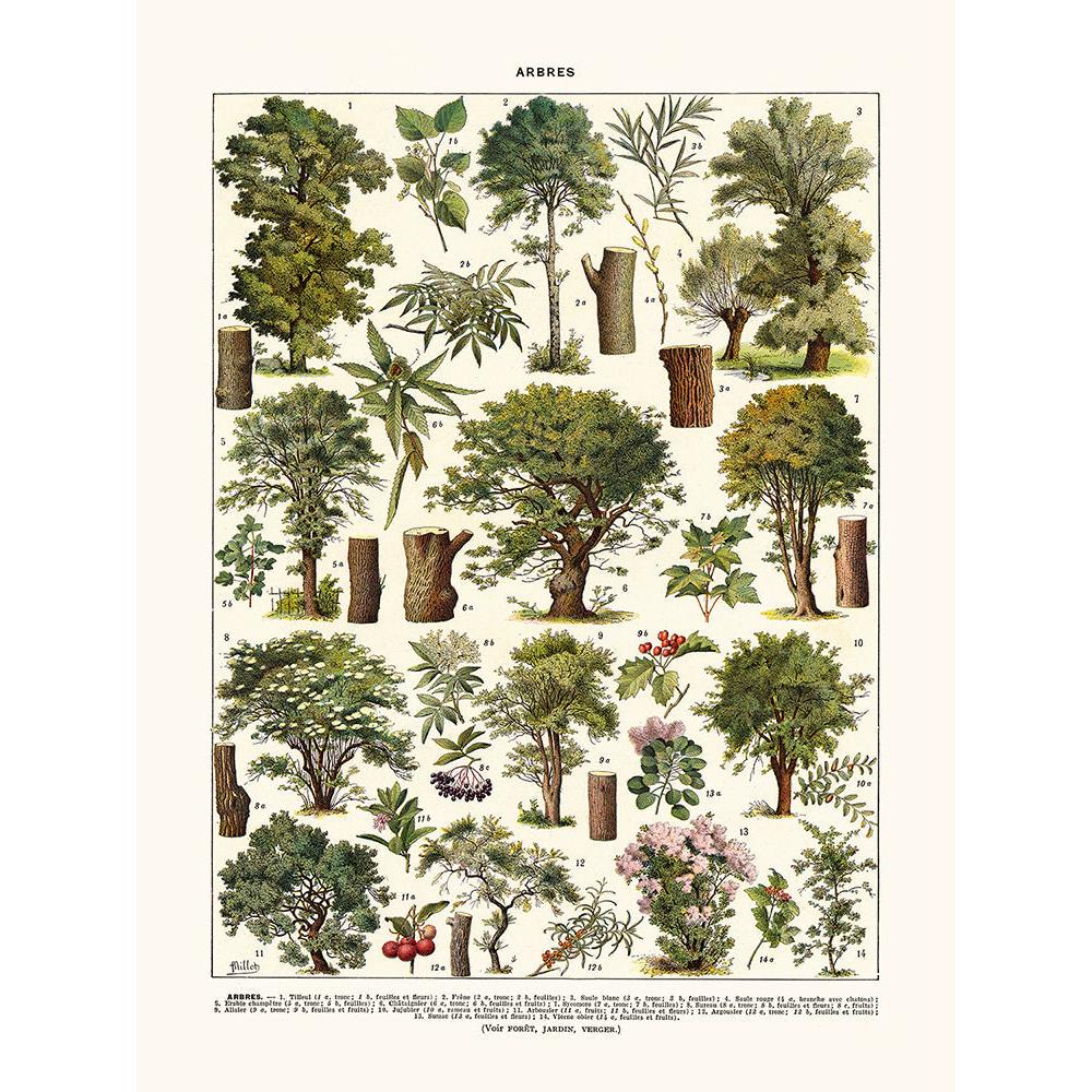 Sciences Naturelles - Arbres Tilleul...
