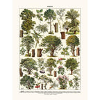 Sciences Naturelles - Arbres Tilleul...