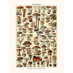Sciences Naturelles - Champignons