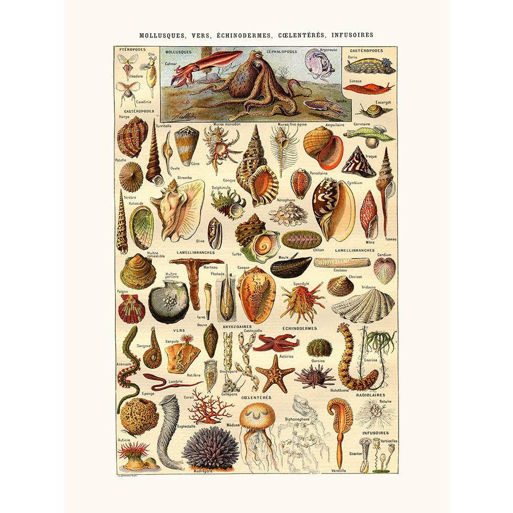 Sciences Naturelles - Echinodermes