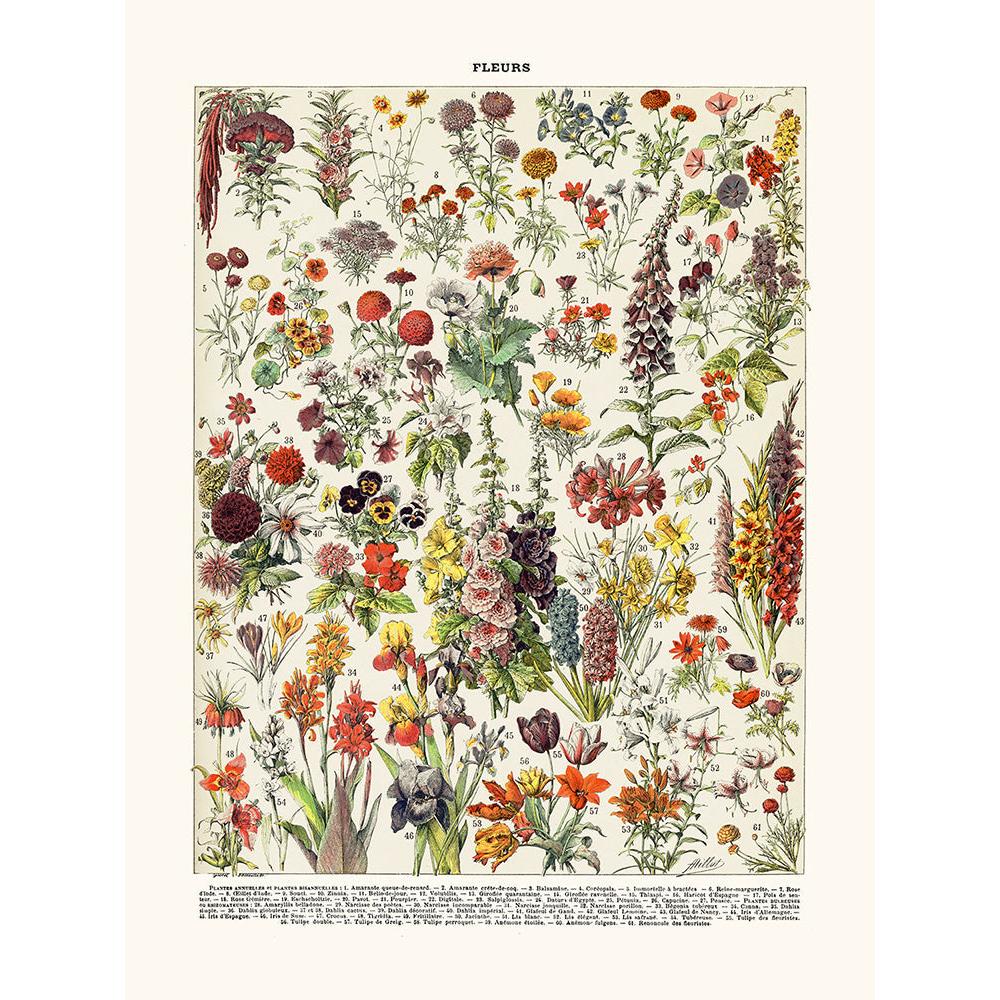 Sciences Naturelles - Fleurs Annuelles