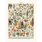 Sciences Naturelles - Fleurs Annuelles