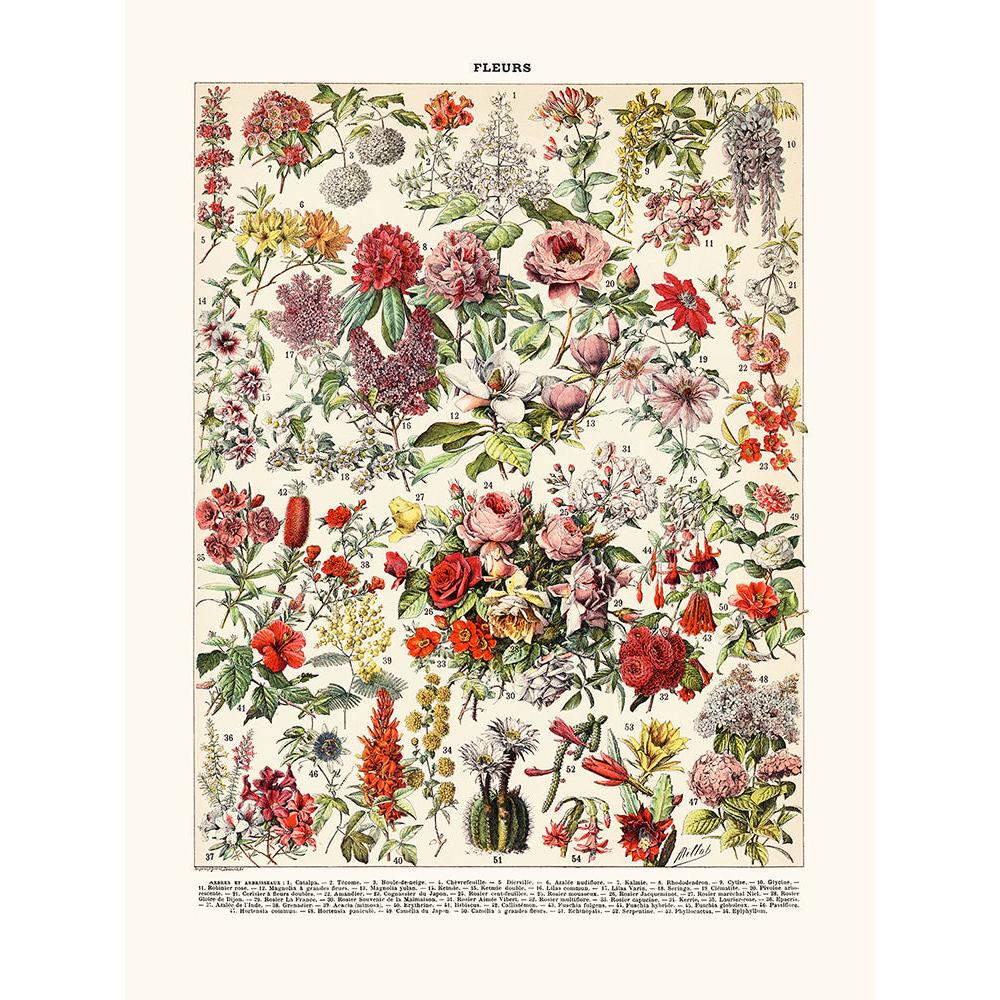 Sciences Naturelles - Fleurs Arbrisseaux
