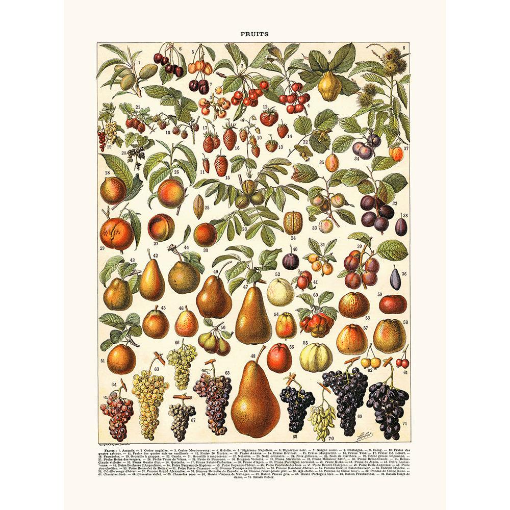 Sciences Naturelles - Fruits
