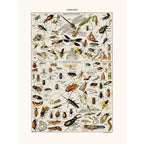 Sciences Naturelles - Insectes Utiles