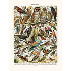 Sciences Naturelles - Oiseaux (Cresserelle)